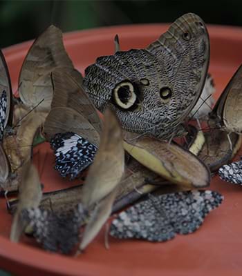 Serre à papillons dans la Réserve Nationale Tambopata